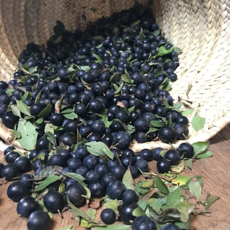 Organic Sloes picked at the farm yesterday - all ready for pre gin preparation 