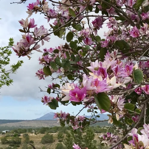 THe beautifully scented Bauhinia tree in Cyprus