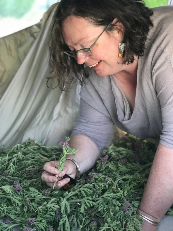 Drying Geranium in the car because the house was too full!