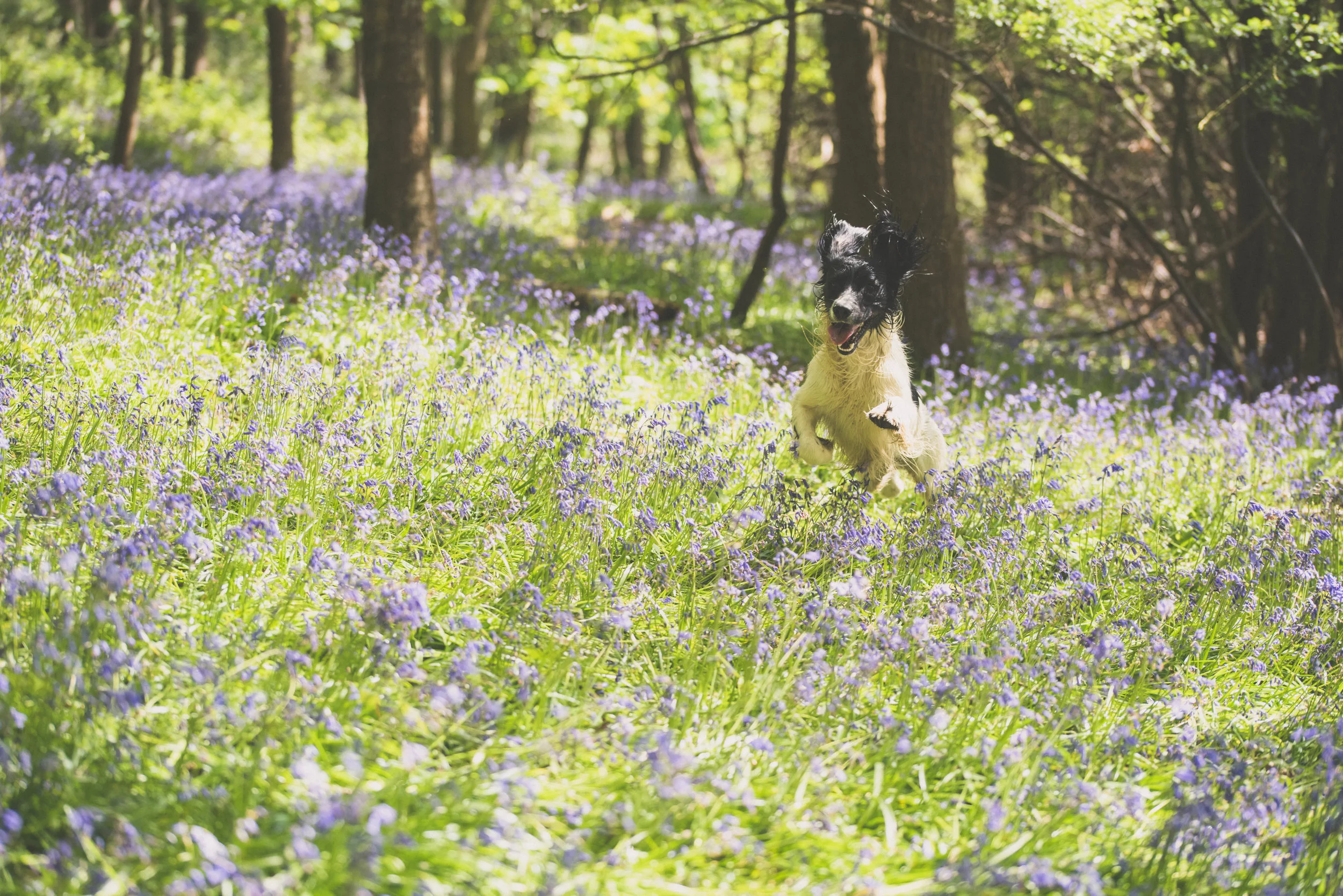 yogi in the bluebells.jpg