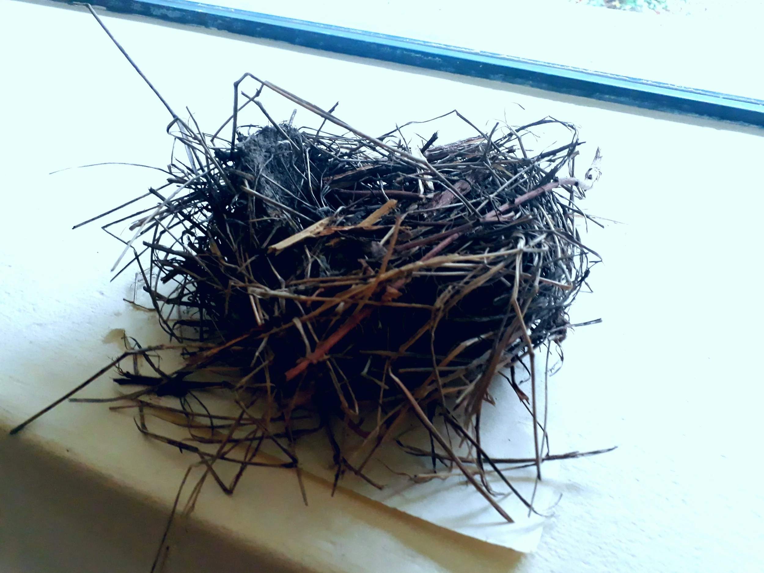 nest.jpg