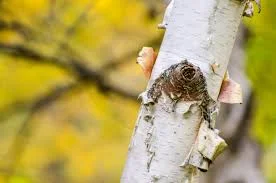 birch.jpeg
