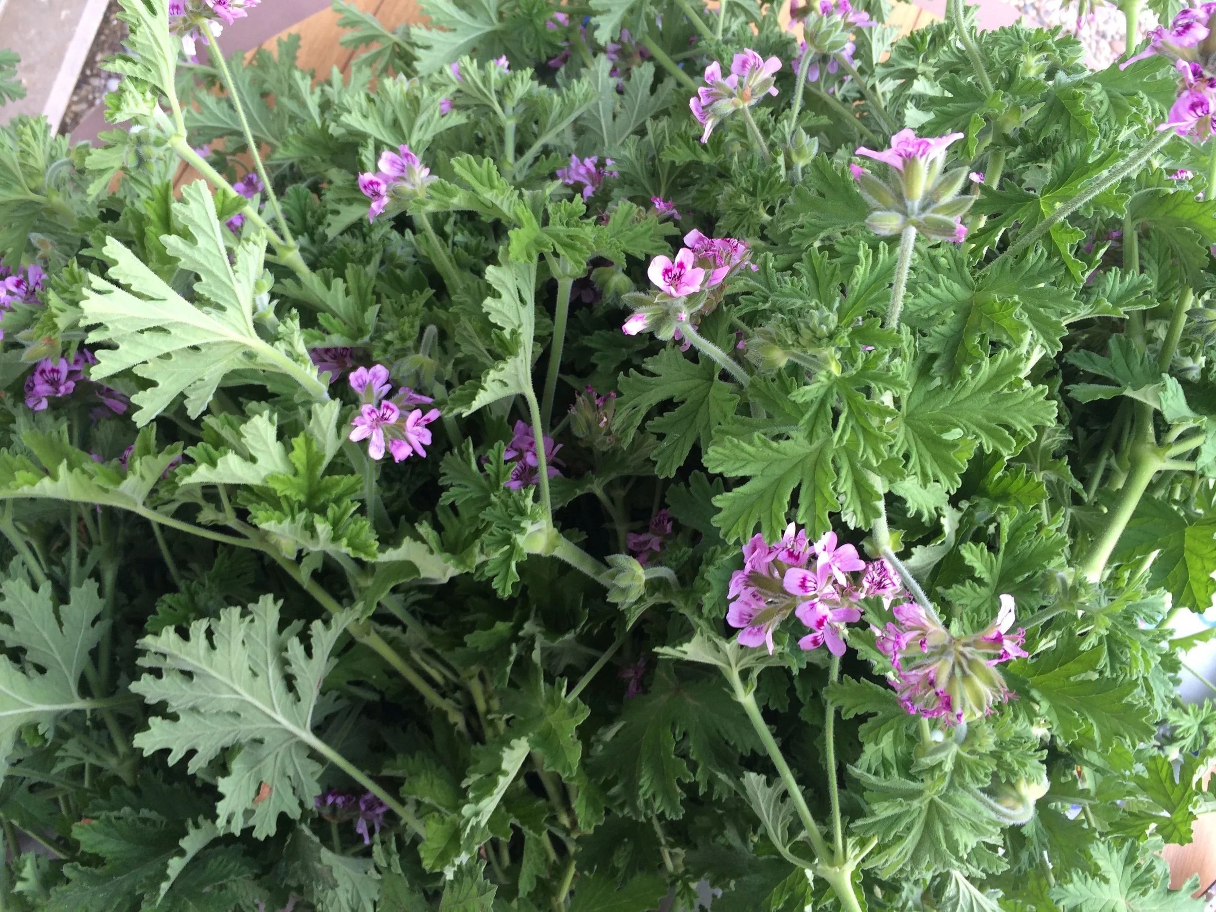 freshly harvested geranium.jpg