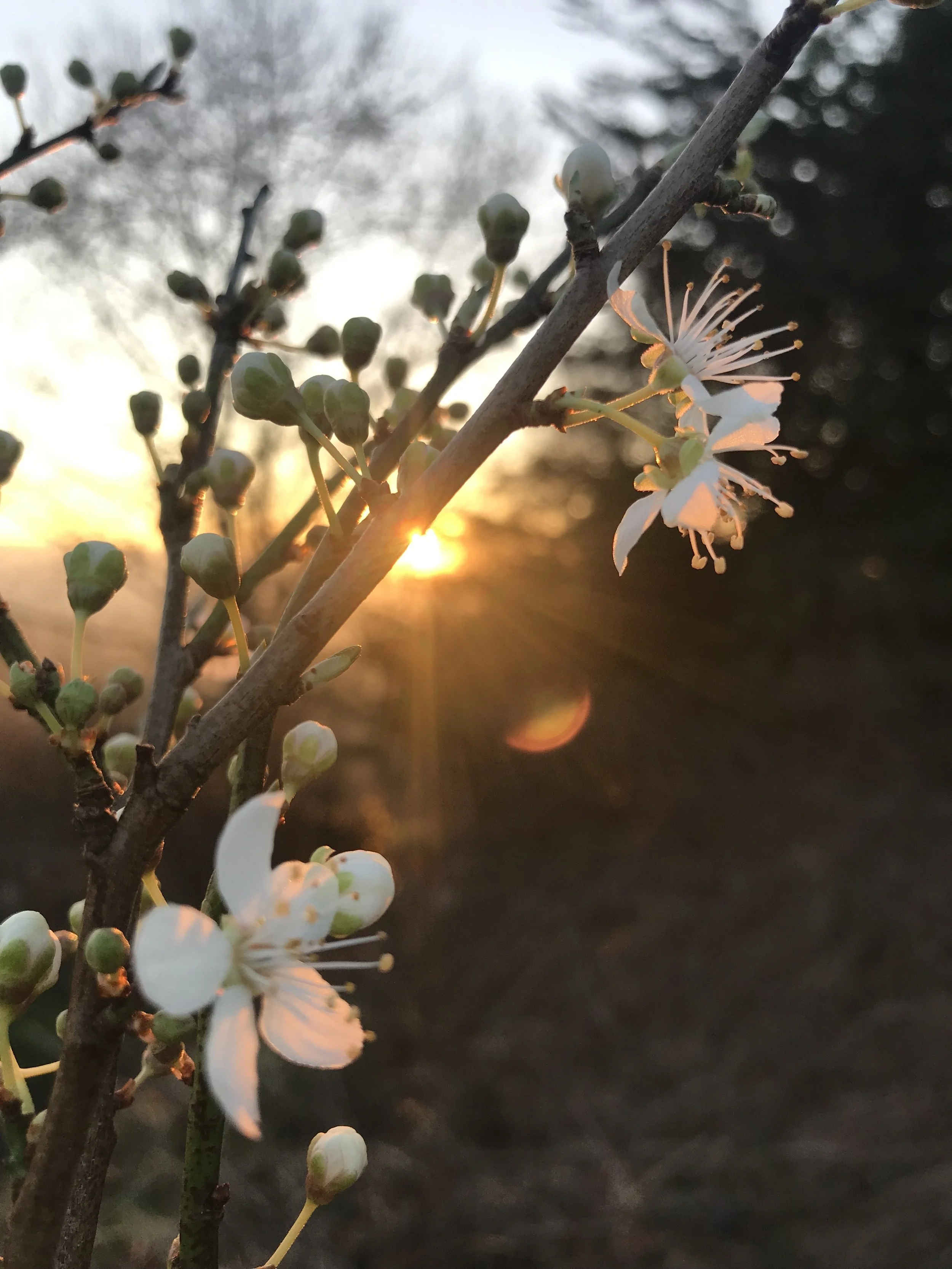 blossom white.jpg