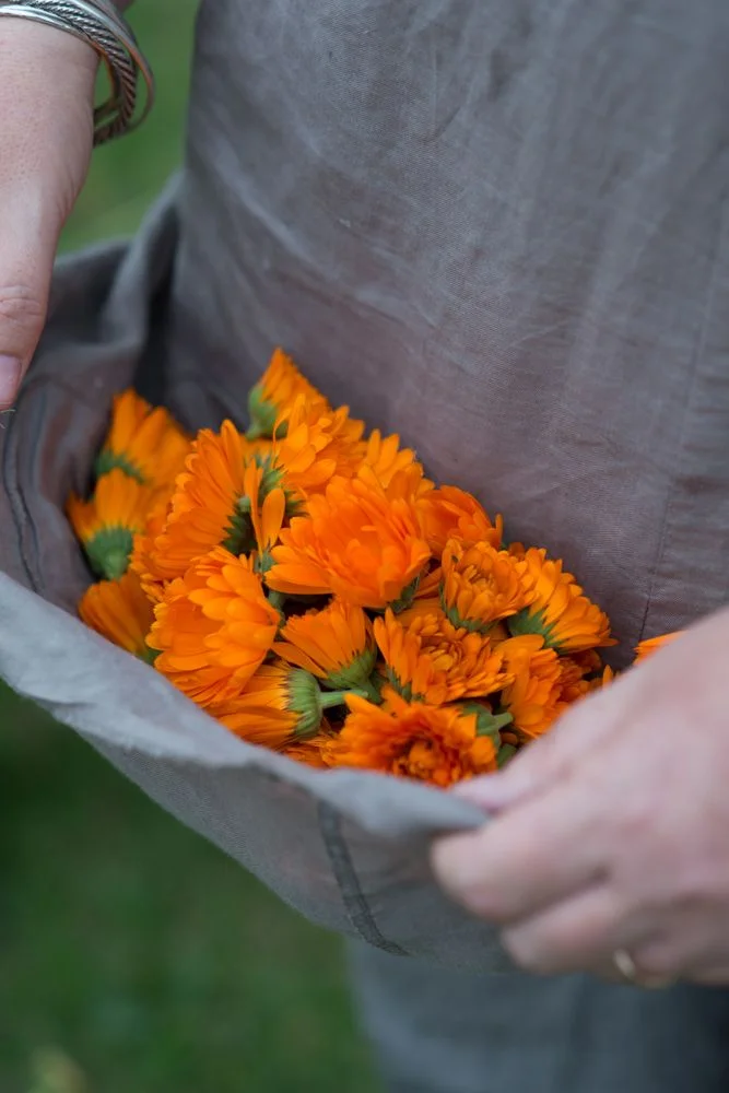 A.S Apothecary Calendula