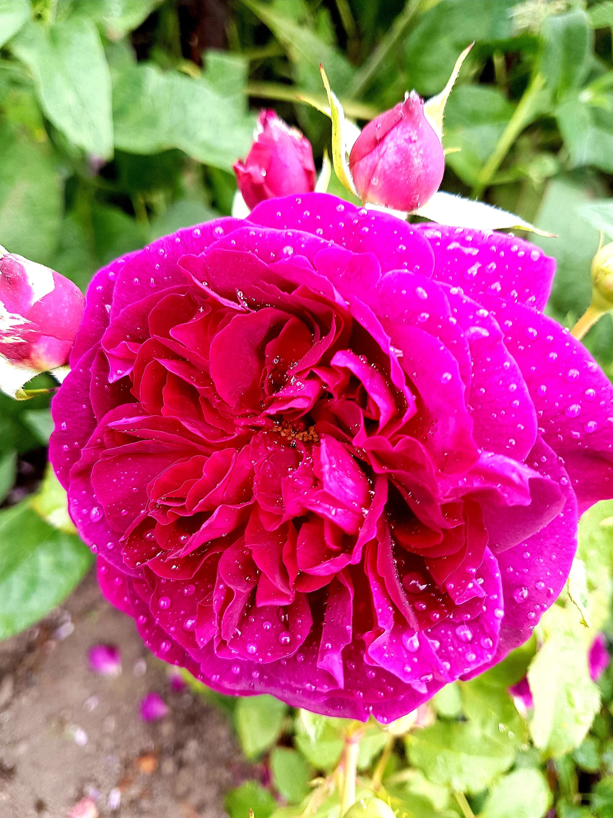 An A.S.APOTHECARY rose