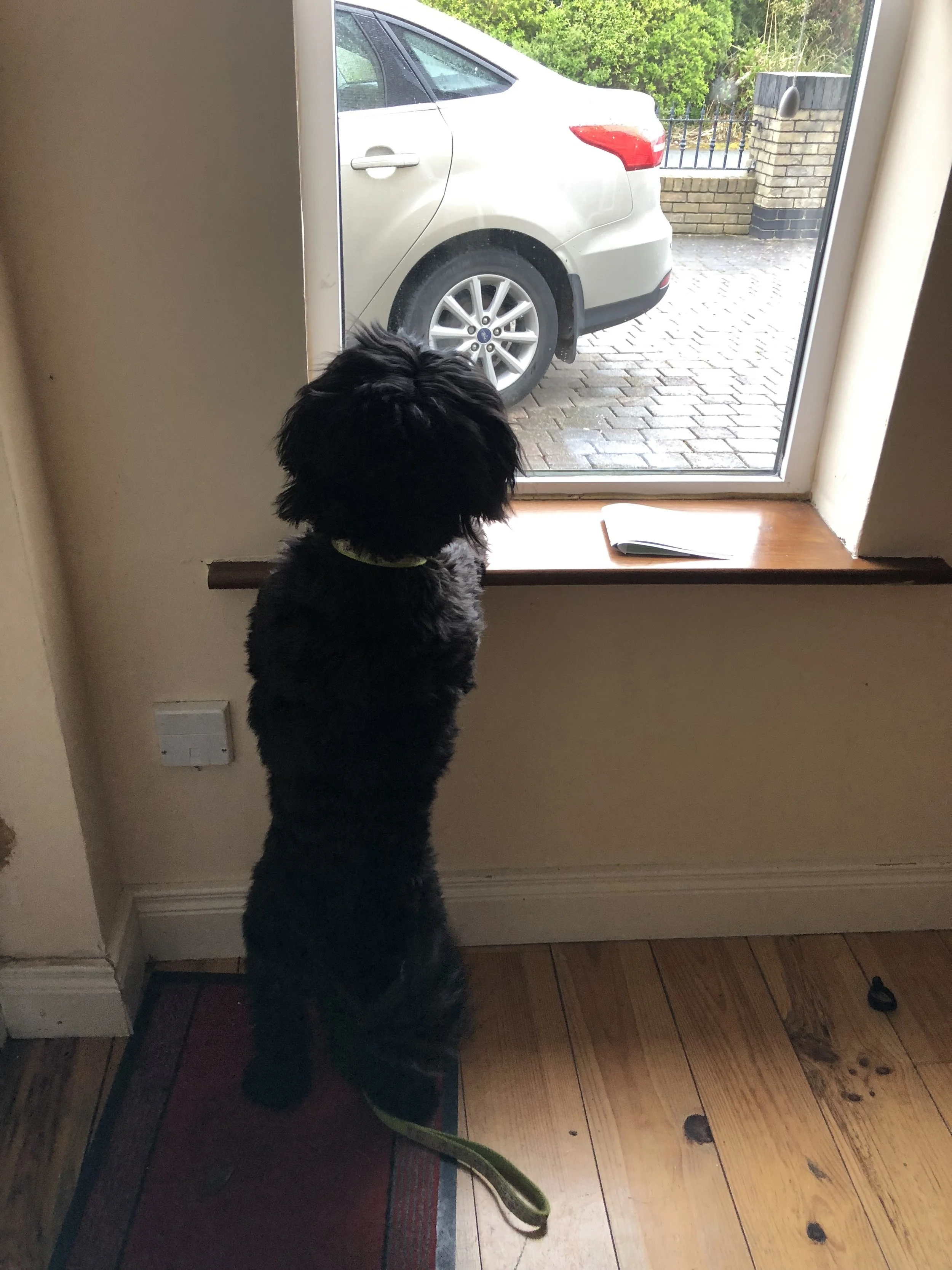 Joni waits patiently
