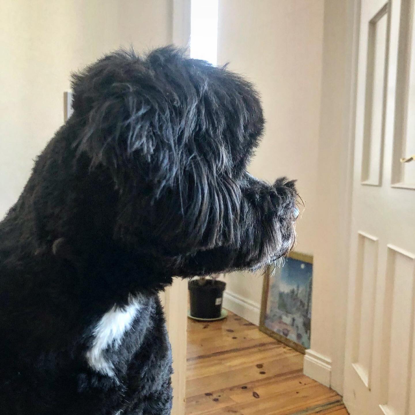 Sitting on the edge of the sofa, staring out the window, waiting for the school bus to whisk her away for a day of fun #bowwow #doggydaycare #joniBitchell