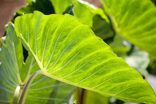 Taro-Leaves.jpg