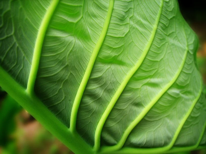 taro-leaf-macro.jpg