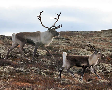 SETT FRA VENSTRE: Storbukk og kalv.