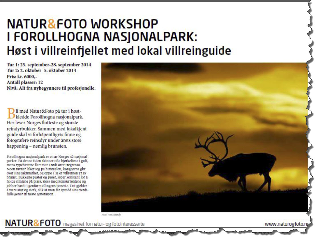 Eksempel på uønsket profilering av Forollhogna-området. Presset på villreinstammen blir ikke mindre etter slike oppslag.