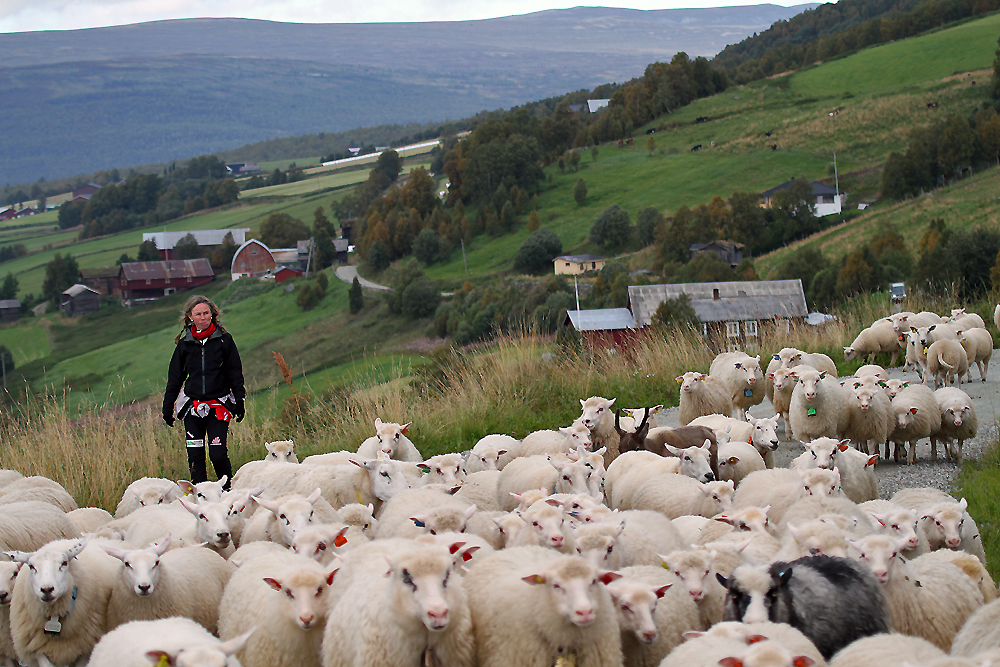 Turen hjem fra sommerbeitet nordvest i Dalsbygda til Os er lang for to- og firbeinte. Foto: Arne Nyaas