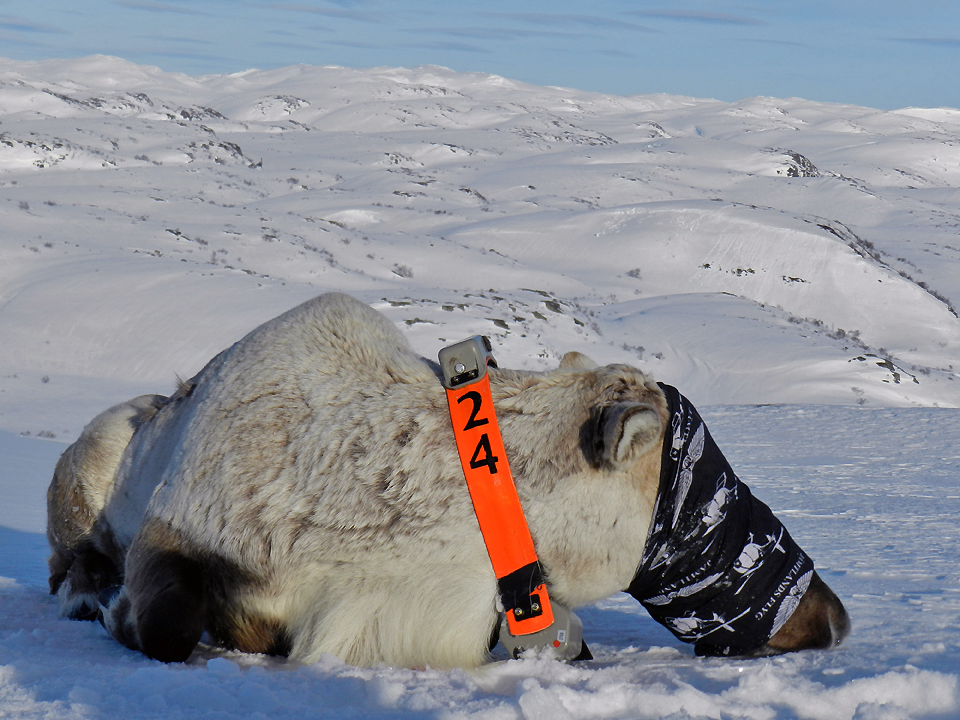 10 dyr ble merket i løpet av to dager den 11. og 12. mars 2014; fire bukker og seks simler. Her en av bukkene. Foto: Roy Andersen, NINA