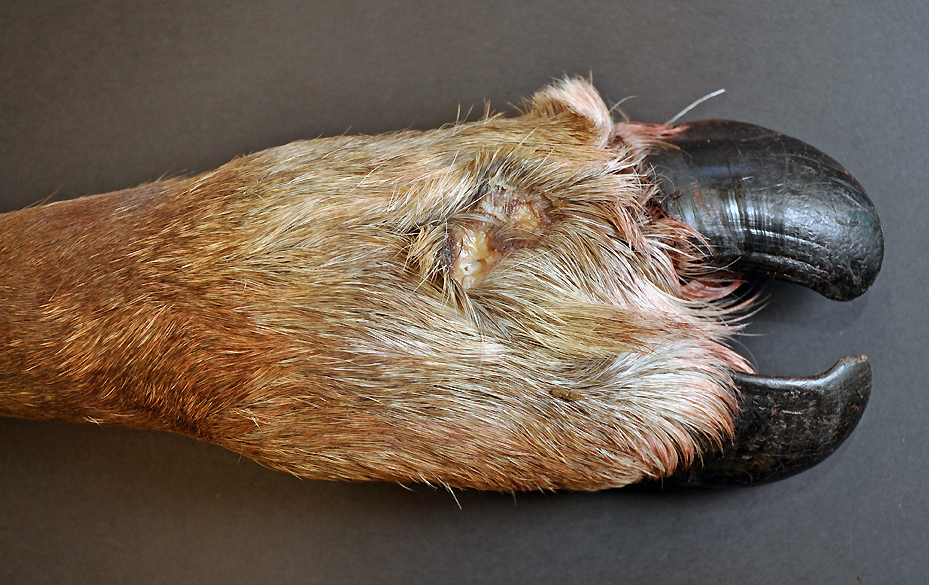 Eksempel på fotråte hos villrein. Foto: Kjell Handeland, Veterinærinstituttet