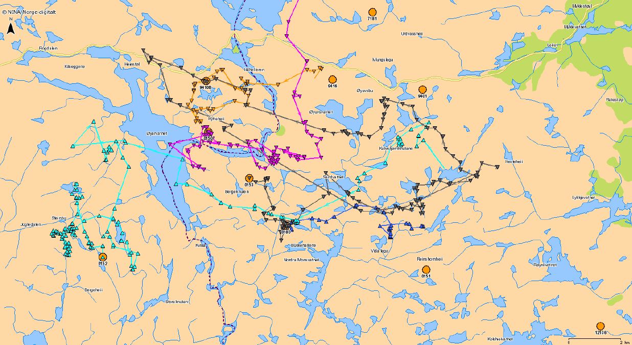 Fire&nbsp;GPS-merkede dyr i området sør for Roskrepp for tiden. Fig: NINA/www.dyreposisjoner.no