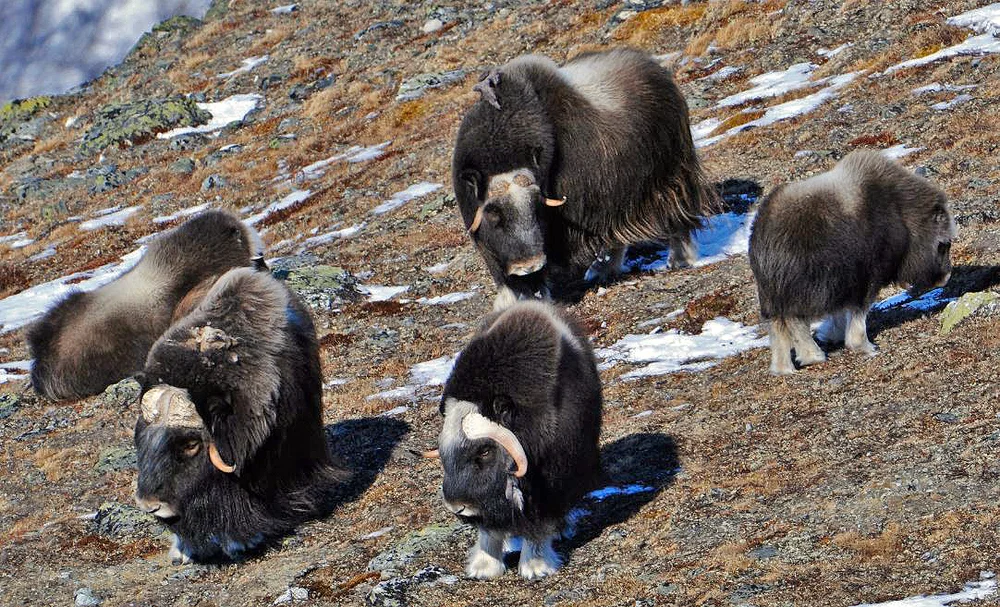 Minimum 240 Moskus Pa Dovrefjell Villrein No Alt Om Villrein