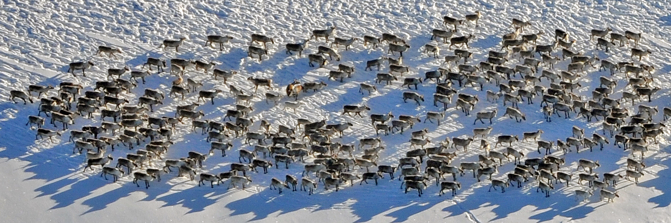 Utsnitt av en større villreinflokk på Hardangervidda. Foto: Randi Halland