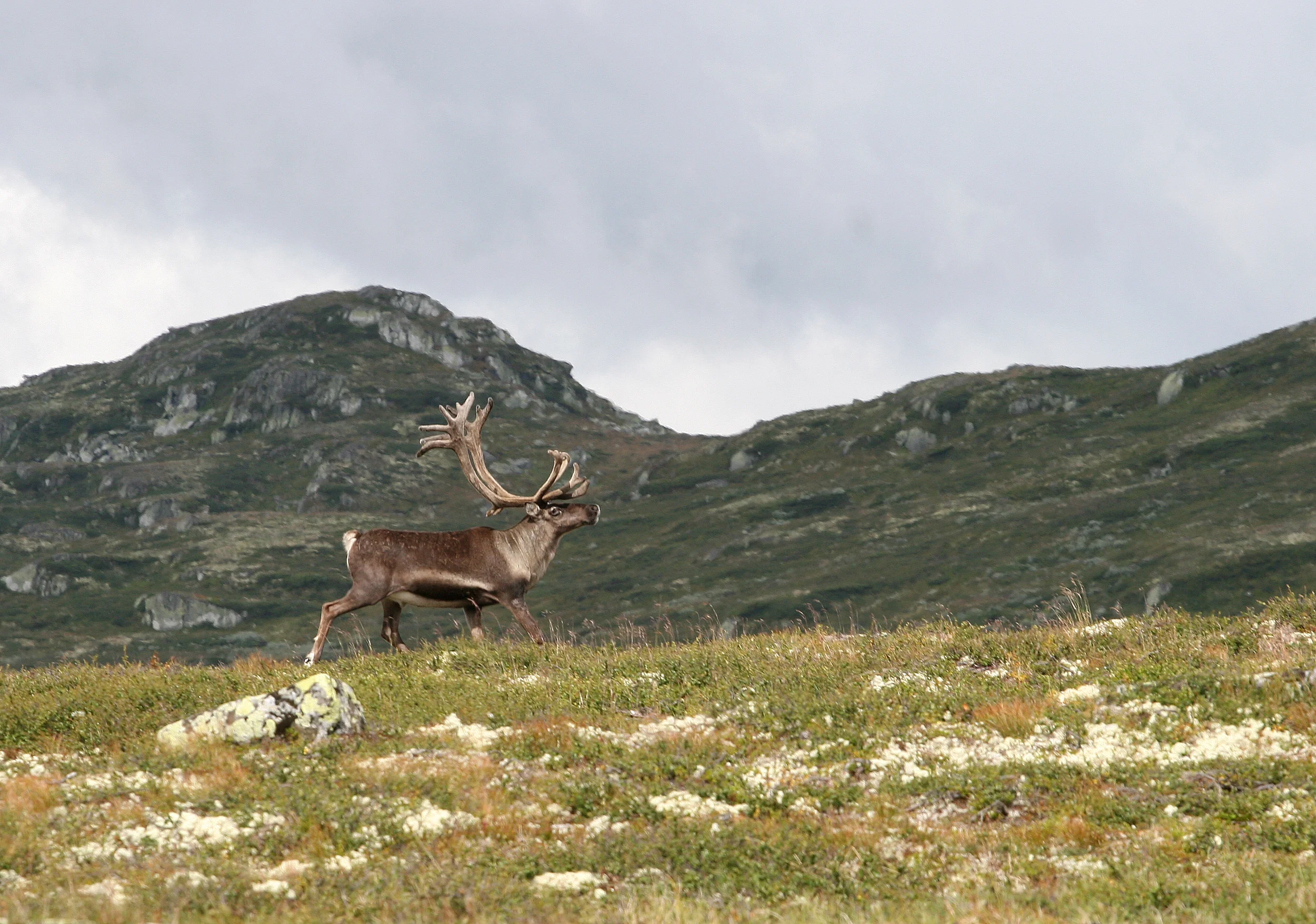Vill tundrarein, Rangifer tarandus tarandus , i sørnorske fjell. Foto: Anders Mossing