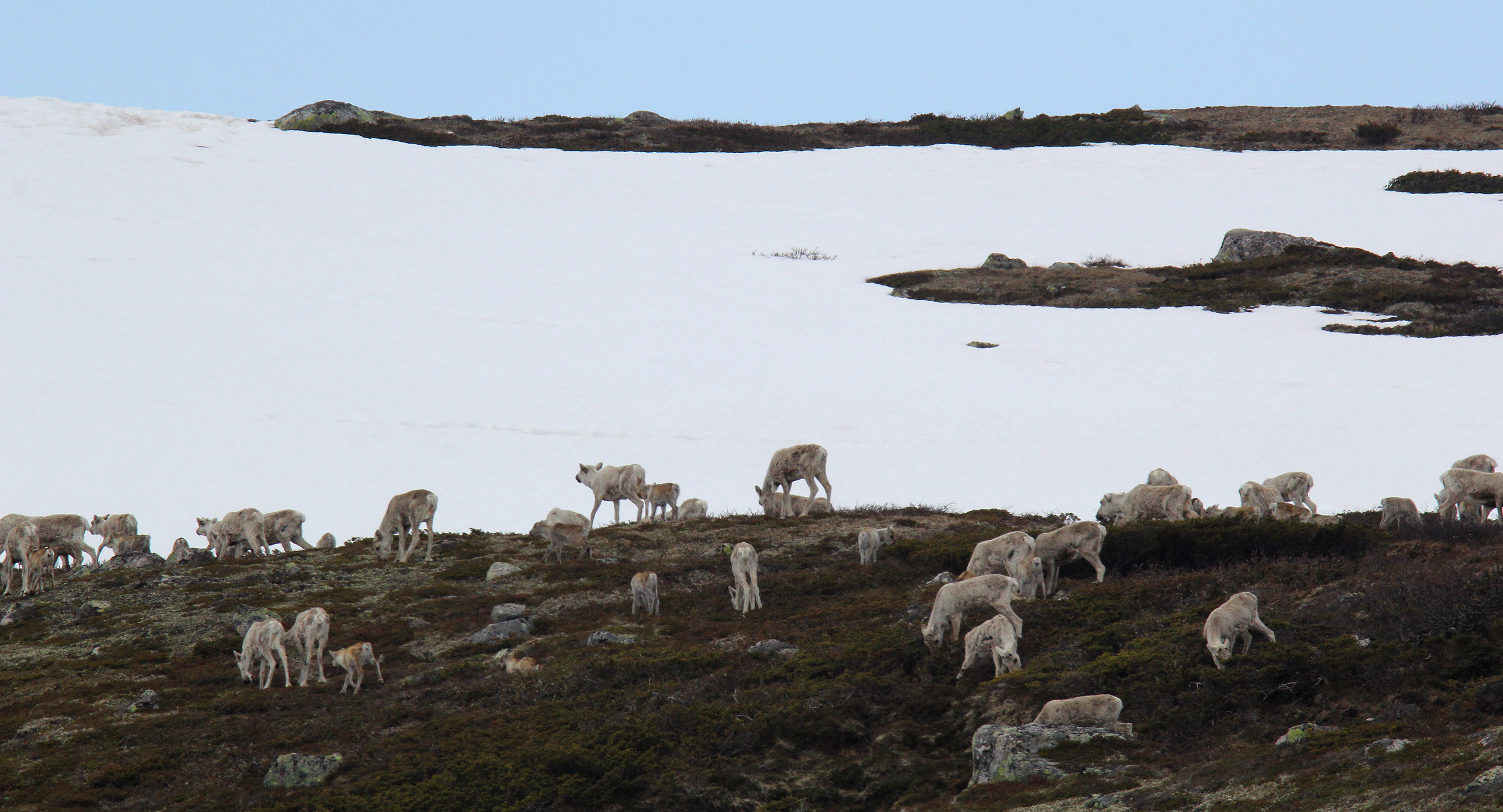 Årets kalvetilvekst antas å ha vært ganske beskjeden, mye pga. sein vår i høyfjellet. Foto: Anders Mossing