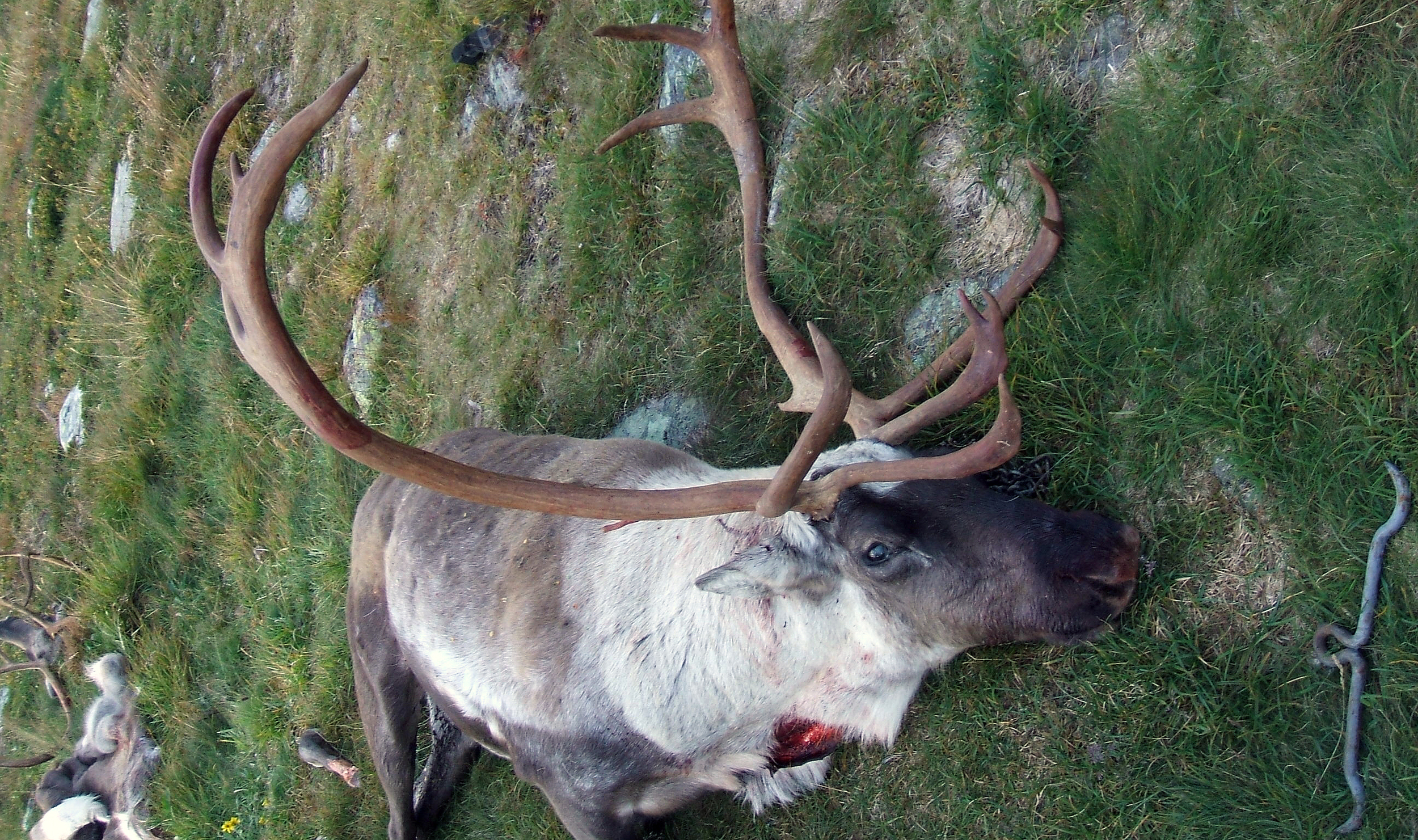 Bukken på bildet ble skutt øst på Hardangervidda, og veide 102 kg. Foto: Tom Ivar Stepien