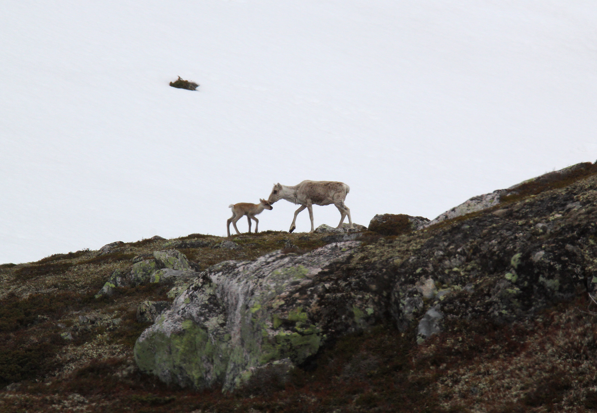 Tilveksten av kalv på Hardangervidda i 2015 var lavere enn på lenge, pga. den seine våren. Foto: Anders Mossing