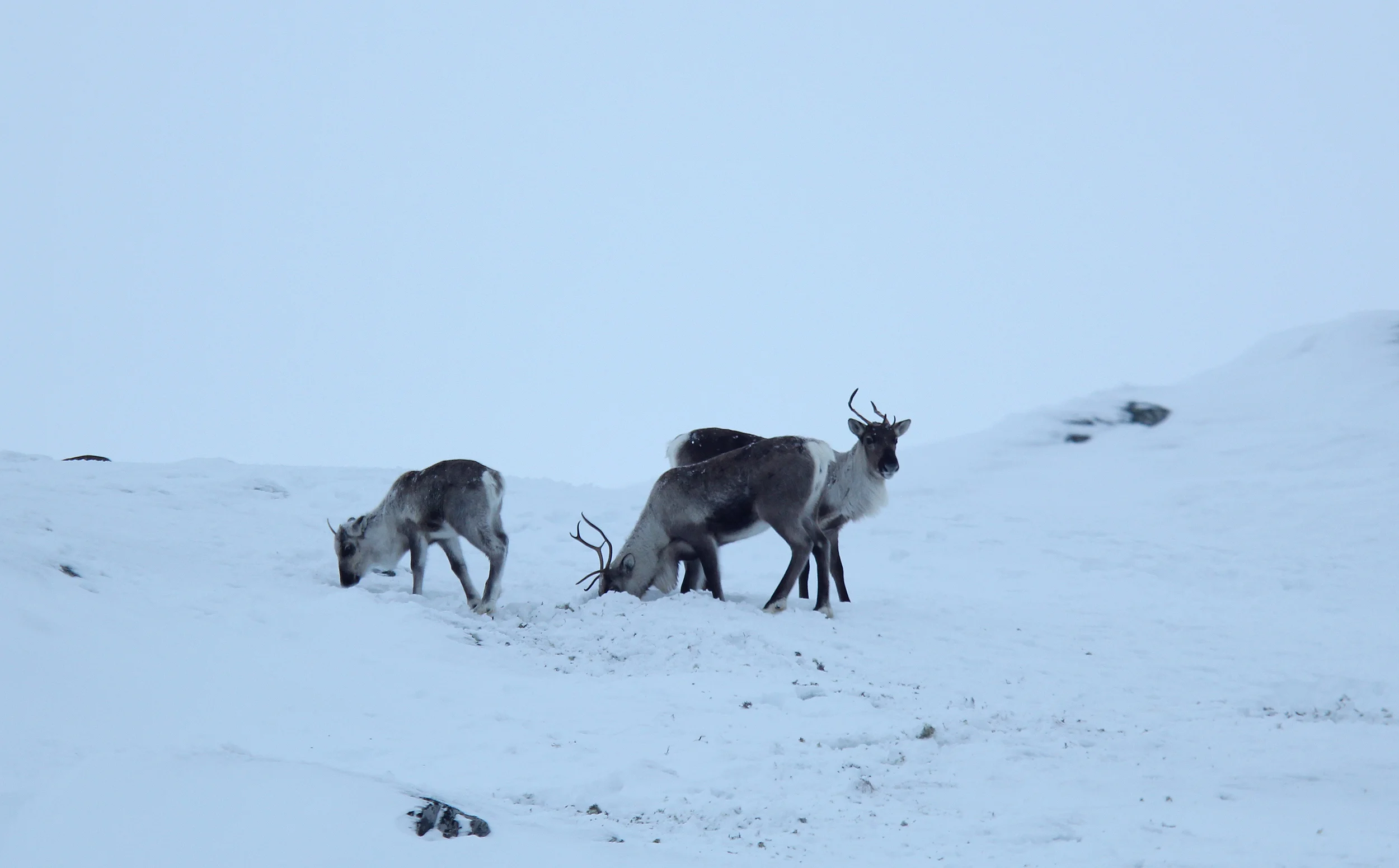 Villrein i Brattefjell-Vindeggen på vinterbeite nord i området. Foto: Anders Mossing