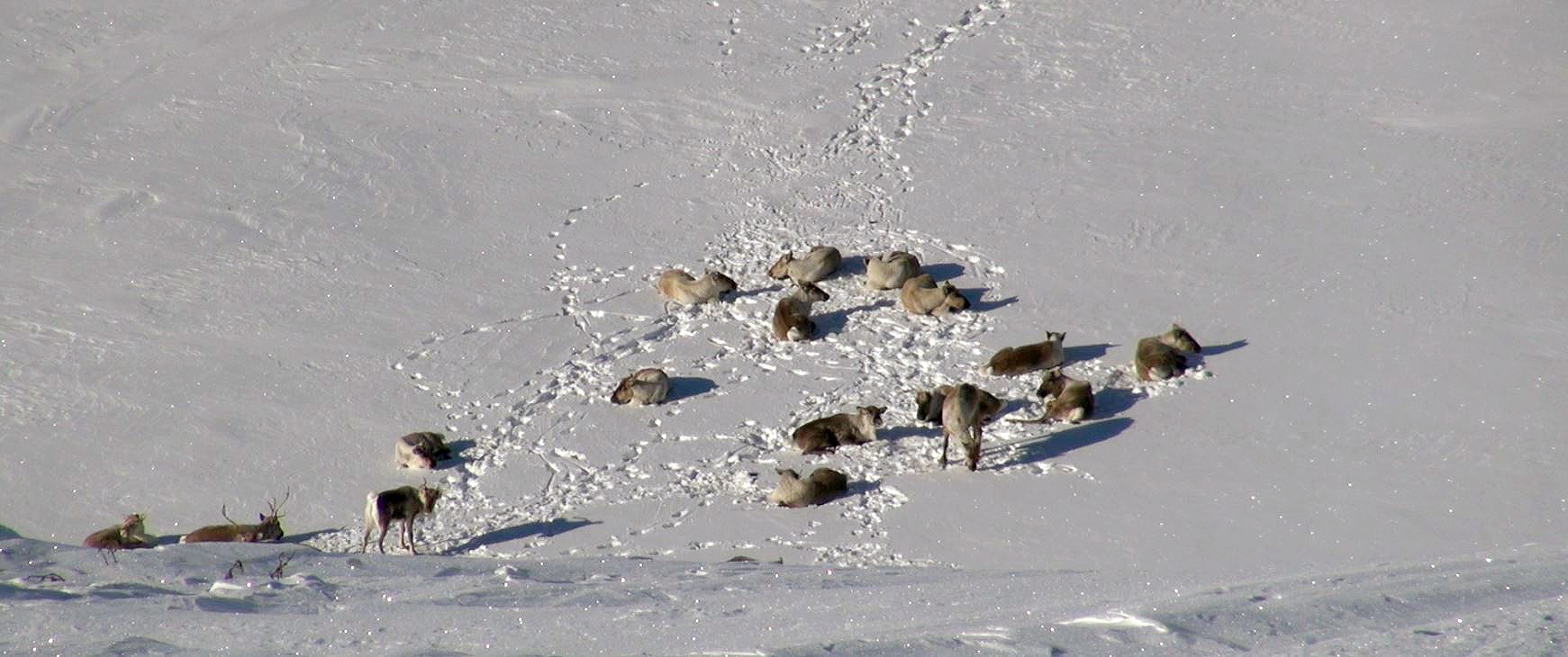 Villreinen hviler mye vinterstid, men pelsen isolerer godt. Foto: Anders Mossing