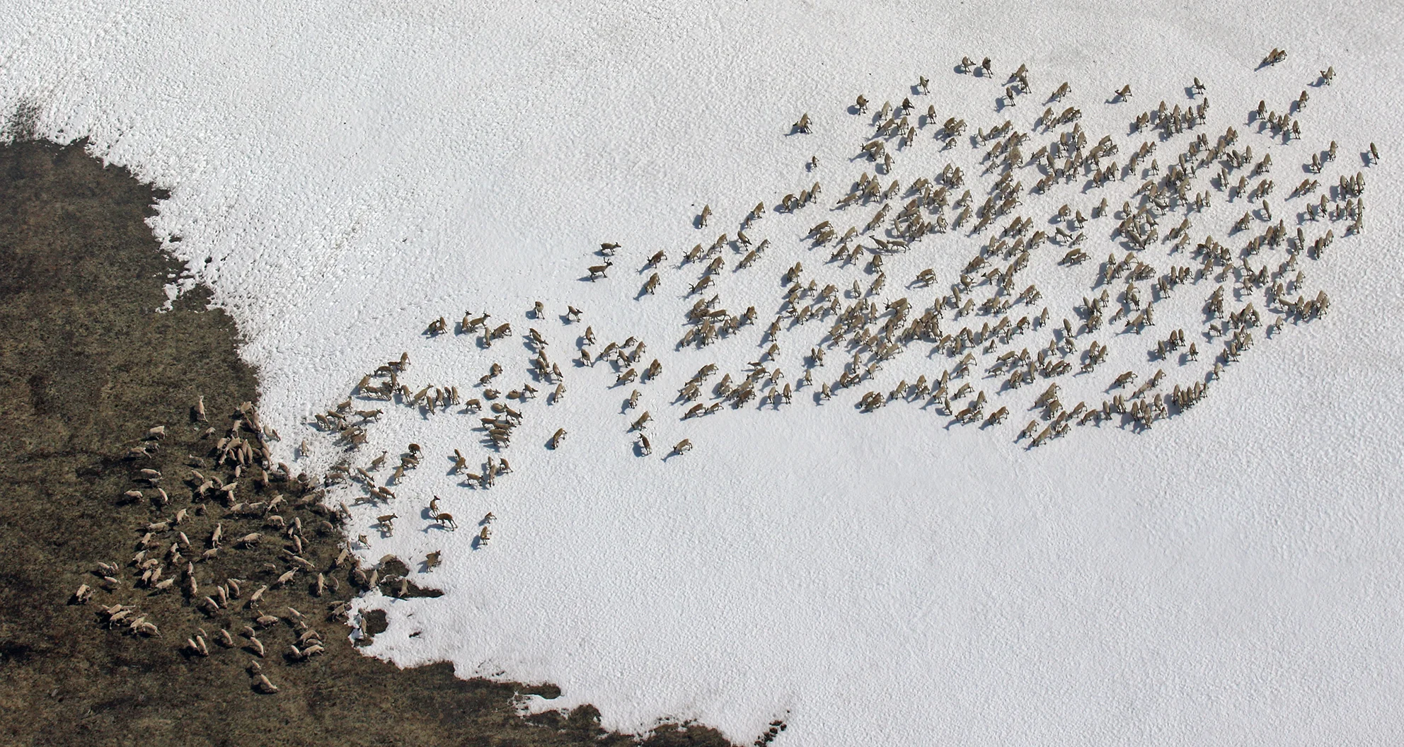 Fostringslokk fotografert i Snøhetta Øst 2. juli 2015. Foto: A. Nyaas