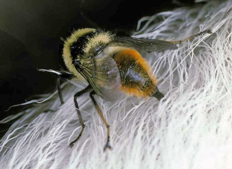 Hunnflue av hudbrems legger egg i reinens pels. Foto: Arne C. Nilssen