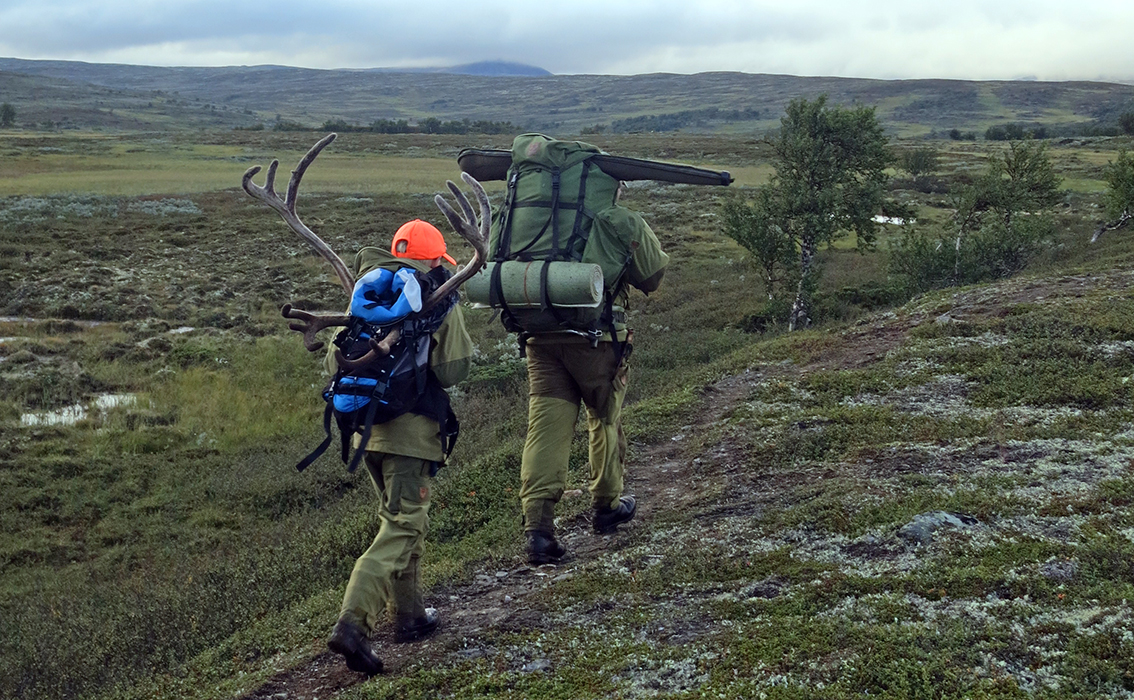 Alle villreinjegere i Nordfjella (kvote på 900 dyr), 100 jegere på Hardangervidda og 100 jegere i Forollhogna (bildet) skal i høst levere hodet av felt dyr. Foto: A. Nyaas