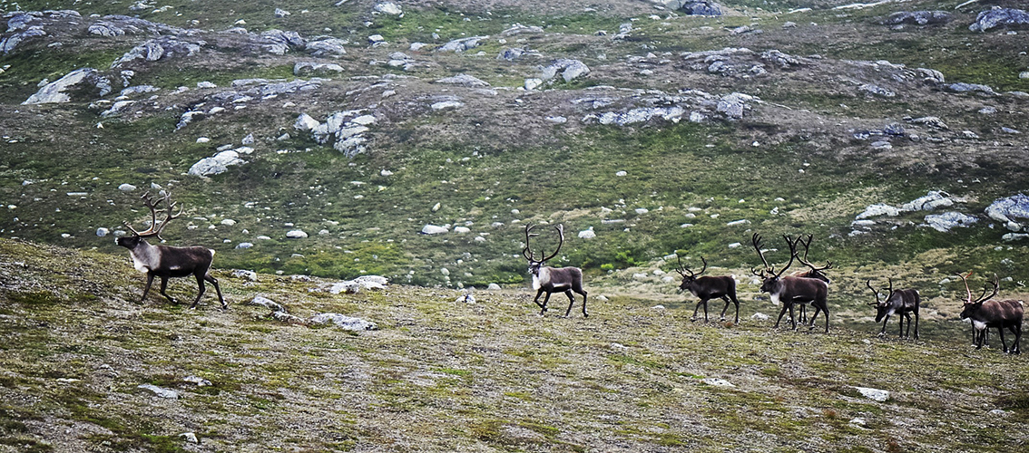 Villrein på Setesdal Austhei. Foto: Britt-Elin Ekre