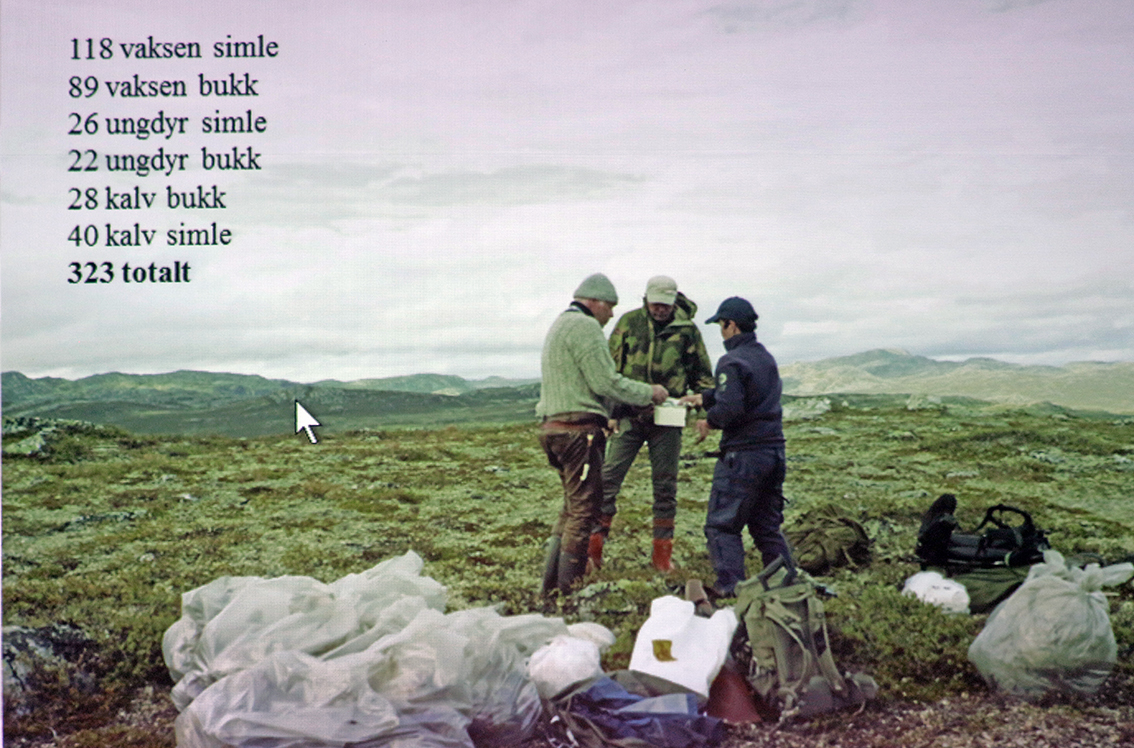 Opptellingen viste at 323 dyr ble slått i bakken av lynnedslaget på Hardangervidda. Foto/illustrasjon: Knut Nylend, SNO