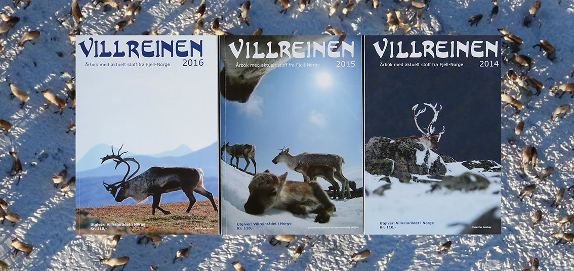 Stillingen som redaktør for årboka "Villreinen" lyses ut nå, med tiltredelse fra juni 2017. Foto: Arne Nyaas