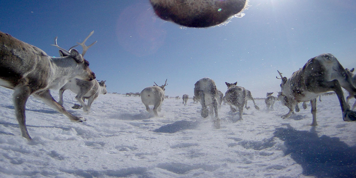 Bildene fra villrein med GPS-kamera er også viktige data som forskerne vil benytte i prosjektet Renewable Reindeer. Foto © Autokamera/Norsk institutt for naturforskning.