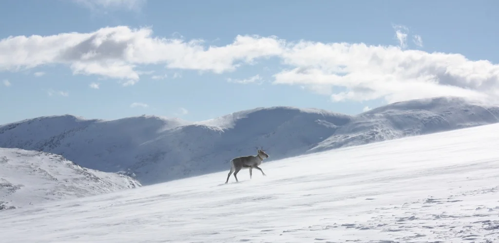 Ei av villreinsimlene som har samlet GPS-posisjoner i Snøhettaområdet. Foto: Ingrid Nerhoel, Norsk villreinsenter.