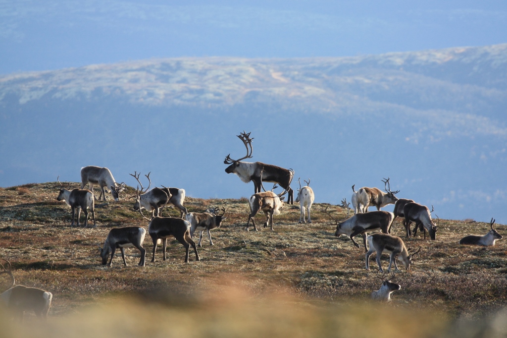 Reinsflokk ved Gjersjøhøa. Foto: Villreinsenteret