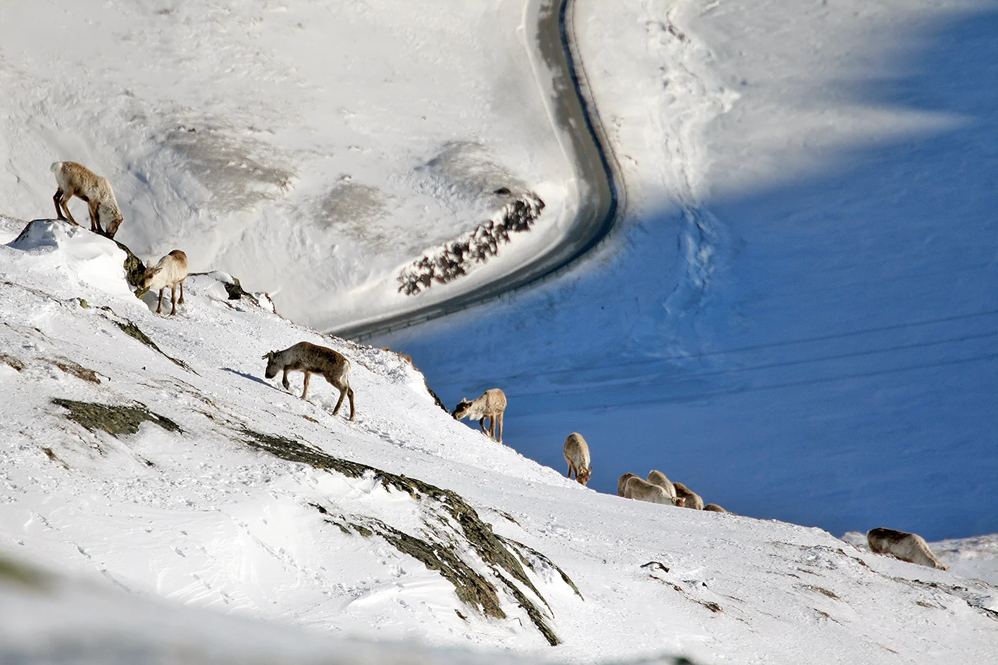 En mindre flokk fotografert ved Fv. 50 i Stemmerdalen for noen dager siden (sone 2). Foto: Harald Skjerdal