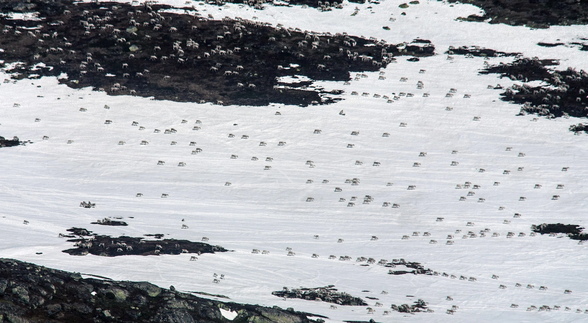 Fostringsflokk på vei mot kalvingsland. Hardangervidda 27. april 2014. Foto: Kjell Bitustøyl