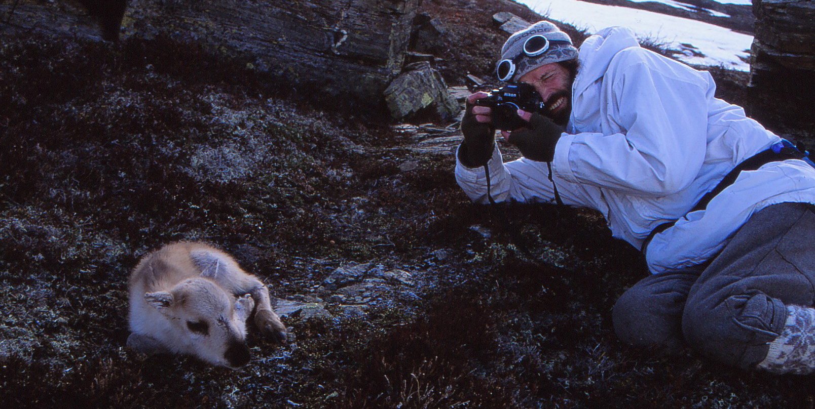 Terje Skogland fotograferer ein reinskalv under feltarbeid. Foto: Johan Brun