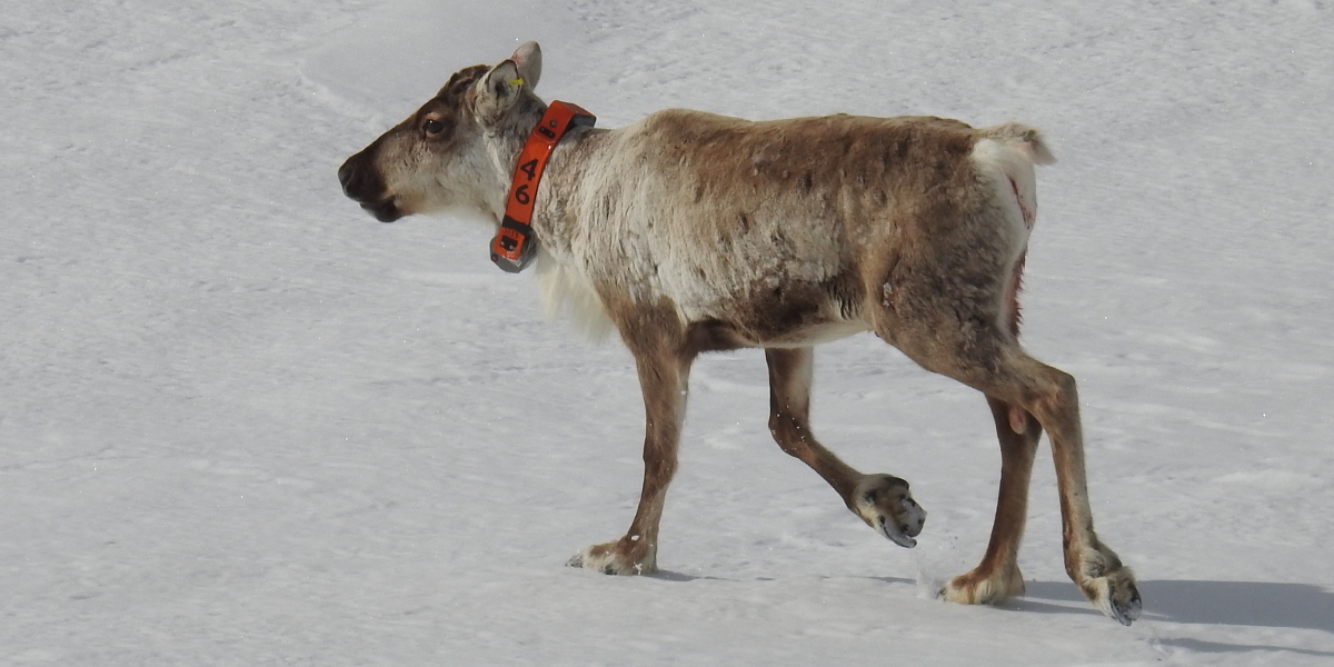 Den 20. mai ble det 4. tilfellet av skrantesyke bekreftet i Nordfjella. I vinter merket Norsk institutt for naturforskning (NINA) flere villrein med GPS-sendere i Nordfjella villreinområde. Det ble tatt vevsprøver av disse dyra. Det er en av de merka bukkene som nå har fått påvist Skrantesyke. Bukken er nå tatt ut og sendt til Veterinærinstituttet for videre undersøkelse. Les mer på NINAs nettsider. Foto: Roy Andersen, NINA.