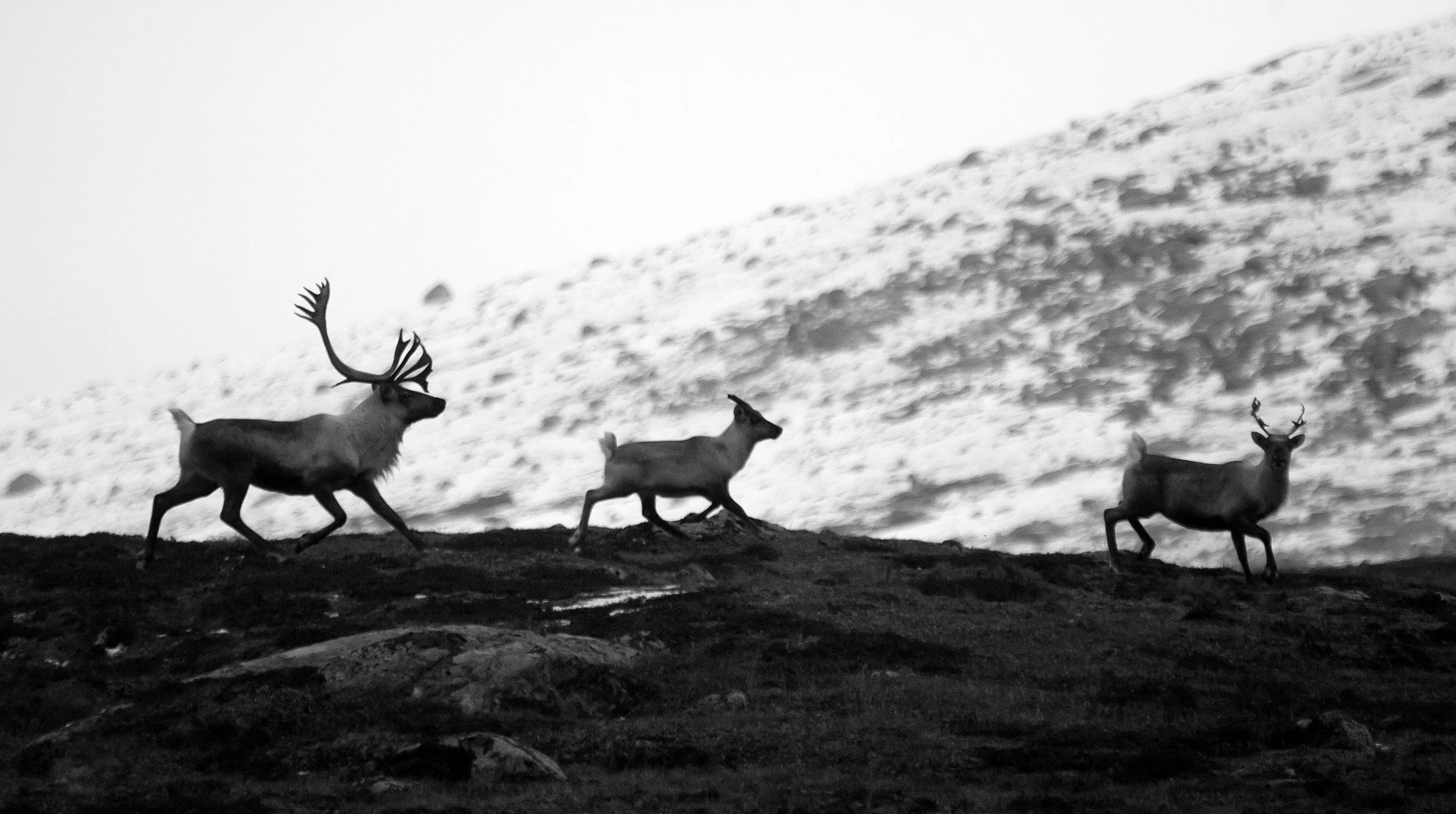 Foto: Kjell Bitustøyl.
