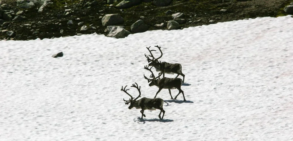 Reinen trekkjer opp i høgda og ut på snøfennene på varme sommardagar. Foto: Kjell Bitustøyl