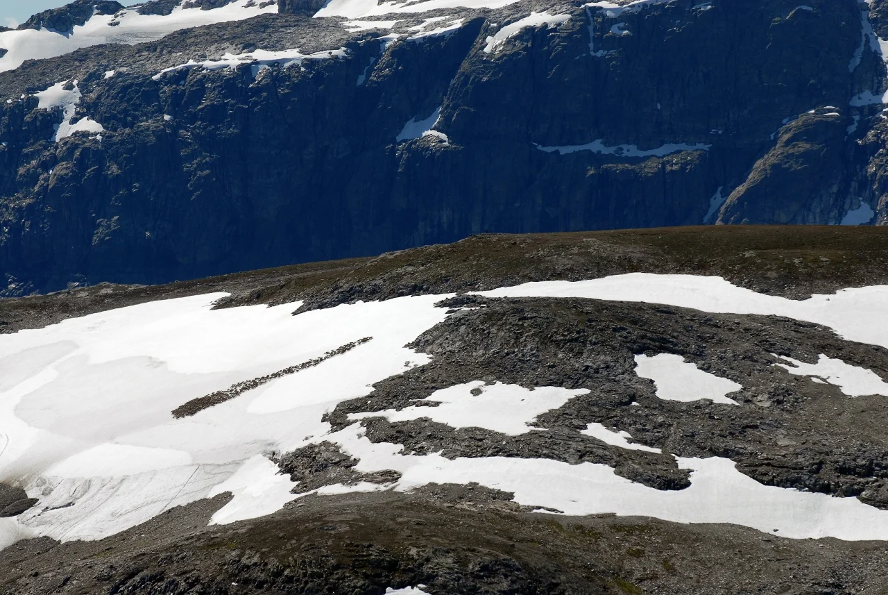 Fleire hundre dyr kan samlast på same snøfonn. Foto: Olav Strand