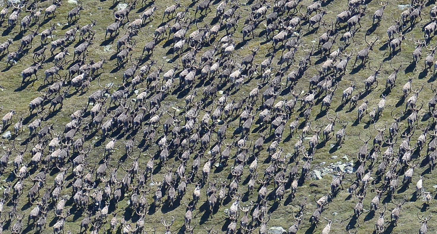 Bildeutsnitt av storflokken viser tydelig den høye andelen voksen bukk. Foto: Olav Strand