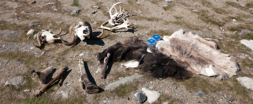 Litt av "effektane" Connie har med seg i naturrettleiinga: klauver av ulike hjortedyr, horn av moskus, reinsdyrgevir, reinskinn og moskusskinn. Foto: Kjell Bitustøyl