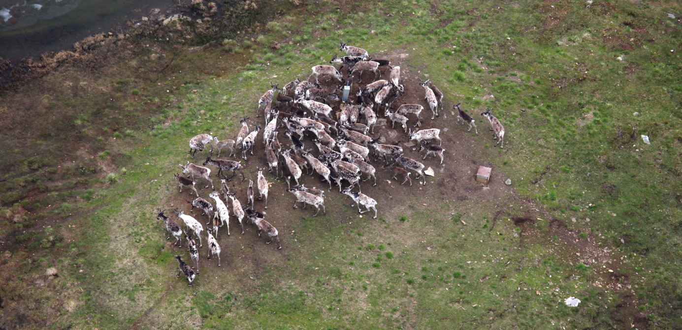Saltslikkesteinar som tiltrekkjer seg hjortedyr i utmark er forbode i Nordfjella sone 1. Illustrasjonsfoto: Roy Andersen/NINA