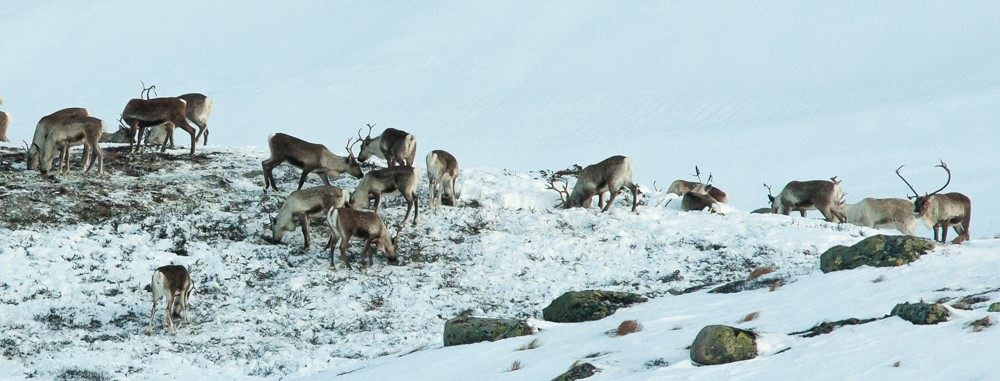 Brattefjell-Vindeggen-rein skal no for fyrste gong GPS-merkast. Dette er dyr på vinterbeite på Månelibrotet, lengst nord i området. Foto: Kjell Bitustøyl