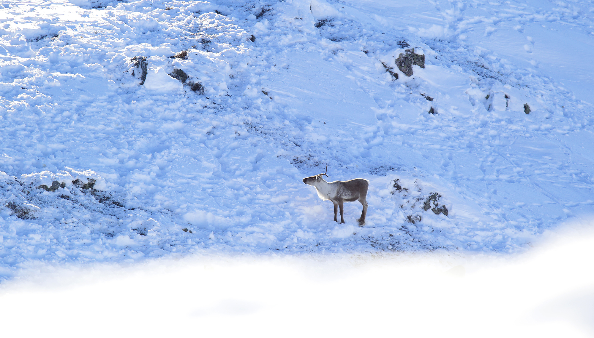 Alle dei "kjende" dyra i Nordfjella sone 1 er teke ut, men fellingslaga fortsetter søken etter einskild dyr og/eller mindre flokkar. Illustrasjonsfoto: Anders Mossing