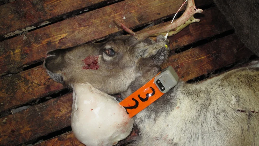 Simle felt i Nordfjella sone 1 i januar 2018 i samband med sanering av bestanden. Isklumpen veide 1,5 kg. Foto: Miljødirektoratet/SNO.